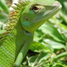 Portrait in Green