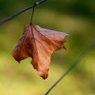 Equilibrio precario