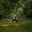 Red deer caught in the early morning.