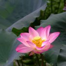 Blooming
