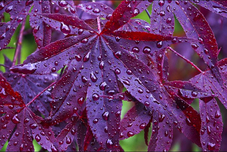 Japanese Maple Leaves