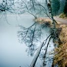 Log