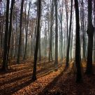 In the wood