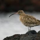 Numenius phaeopus
