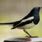 Wildlife - Magpie