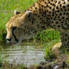 Cheetah taking a drink