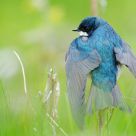 Blue rest