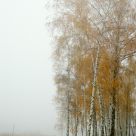 Mist