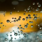 Bubbles