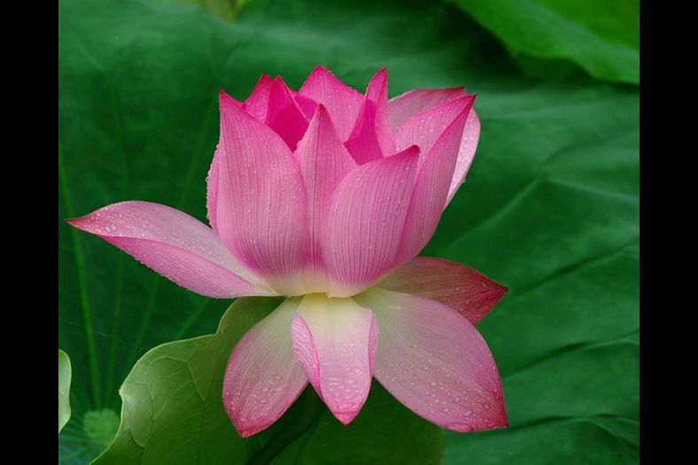 Lotus flower