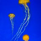 Jelly Fish