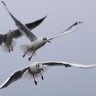 Gulls in flight