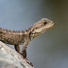 Water Monitor