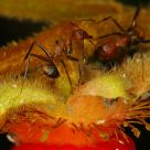 Ant