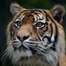 Eye of the Tiger