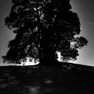 Shadows will fade