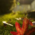 Classic Autumn Leaf