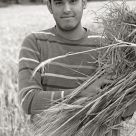 Harvest