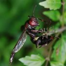Wasp