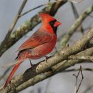 Male Cardinal