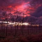 Fire Sky