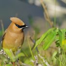 Cedar Waxwing