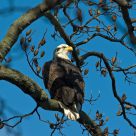 Bald Eagle At Rest