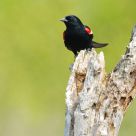 A different view - Red-Shouldered Blackbird