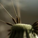 Seeds