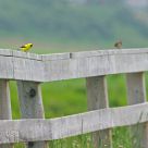 On a fence - Goldfinch art