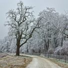 Winter Tree