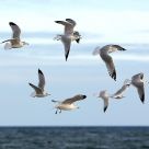 Gulls