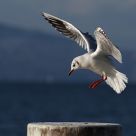 Gull landing