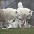 Arctic Wolves