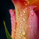 Rose after rain