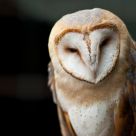 Barn Owl