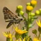 Hesperia Conma