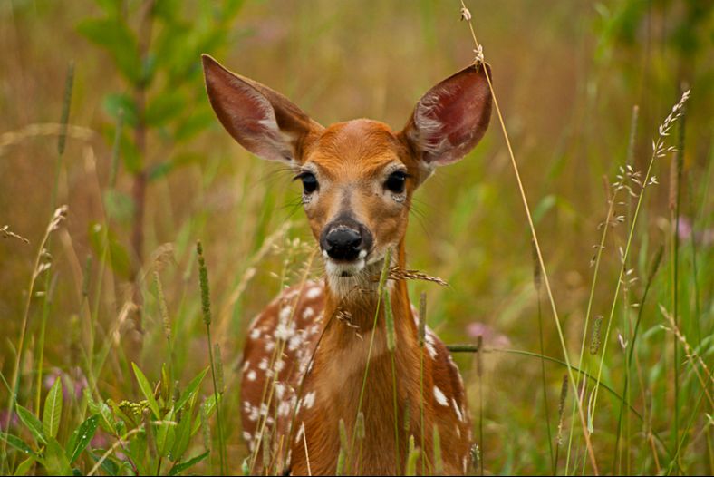 Curious