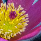 Pulsatilla vulgaris