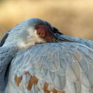 Sandhill Crane at Rest
