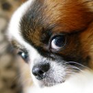 Pets - Long Coats Chihuahua (Mr. Money)