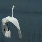 Flight of the great white