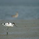 Pied Avocet