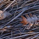Frozen leaves