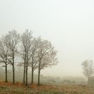 Oaks in the mist