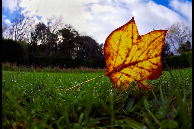 Autumn color splash