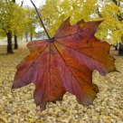 A leaf of the leaves