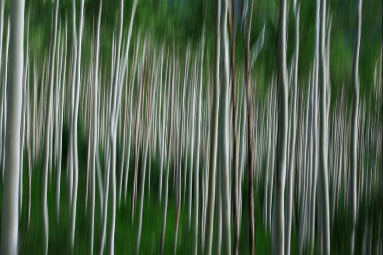 Aspen Grove