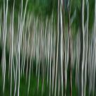 Aspen Grove