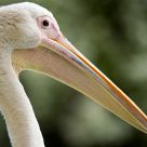 Pelecanus onocrotalus